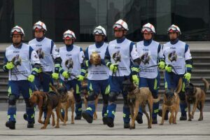 Cinco perros rescatistas mexicanos que dejaron huella
