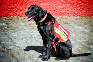 Conoce a los perros rescatistas mexicanos que viajan a Turquía