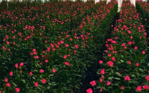 Sube precio de las rosas hasta un 150% por 14 de febrero