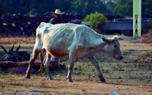 Ganaderos son afectados por sequía en Querétaro