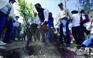 Querétaro: Harán trabajos de reforestación en el parque Joya la Barreta