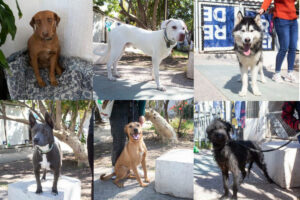 Gobierno municipal de Querétaro rescata más de ocho mil mascotas