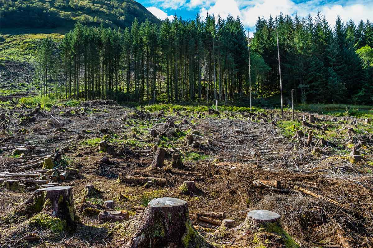La degradación ambiental es ocasionada por la deforestación. / Foto: iStock