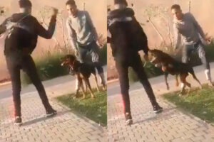 Perro ataca a hombre que lo golpeó