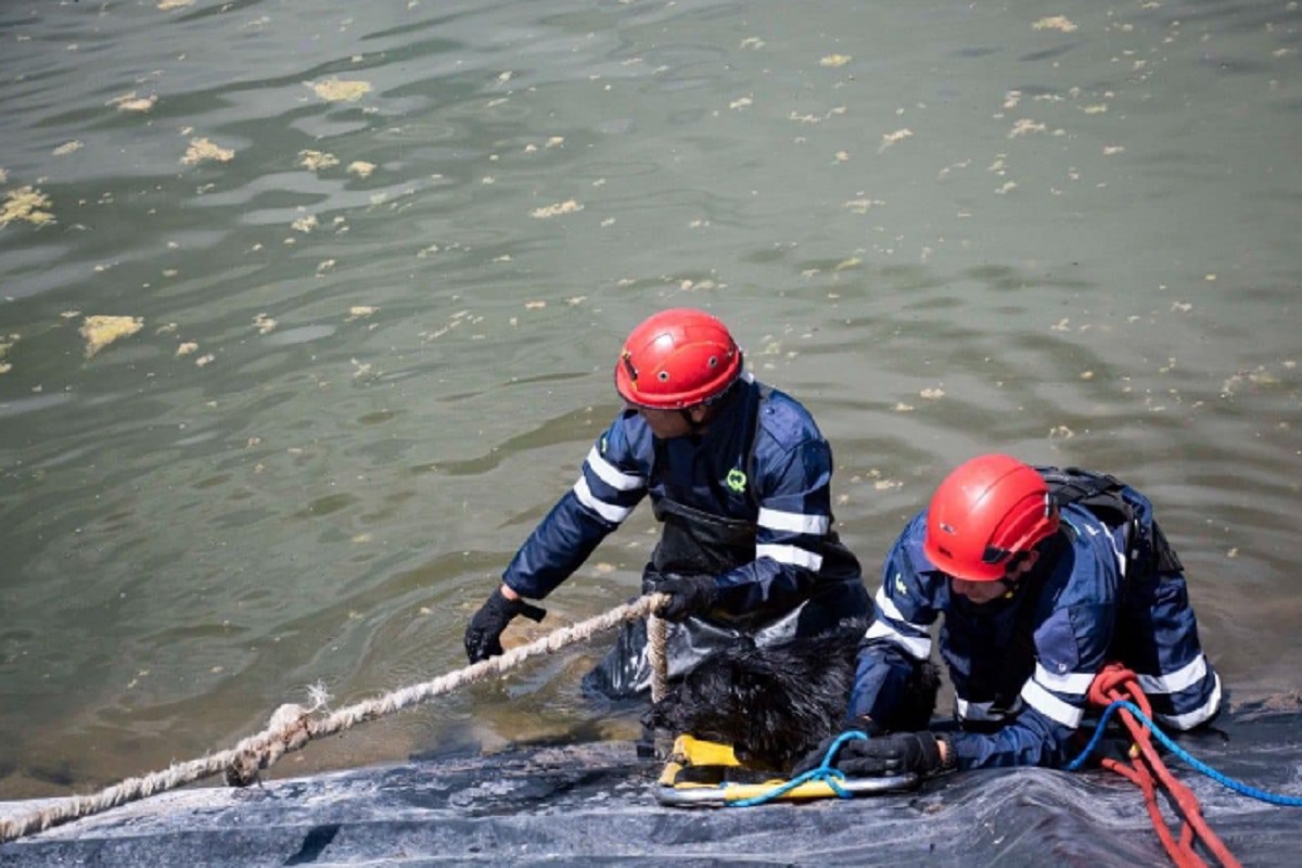 Rescatan a seis perros atrapados en cuerpo de agua de Querétaro / Foto: Especial
