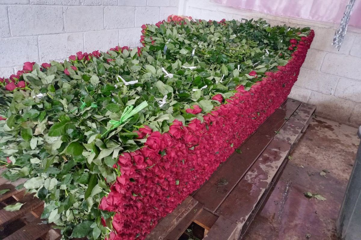 En la comunidad hay más de 300 hectáreas que están enfocadas a la producción de la rosa. / Fotografía: Jena Guzmán