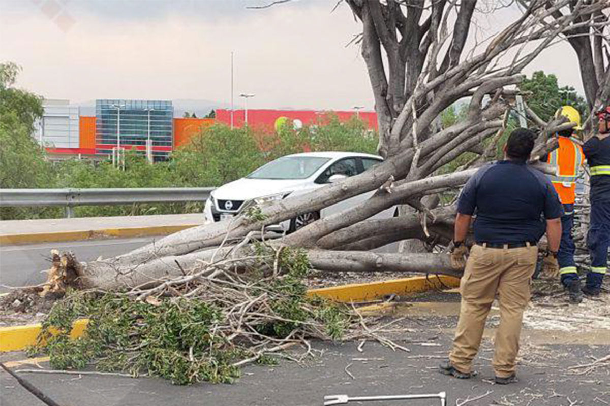 Un árbol dañó el cableado de telefonía. / Quadratín Querétaro