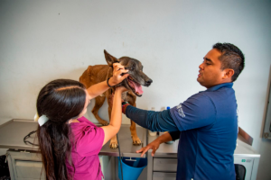 Rescata CAAM a 20 perros por maltrato animal