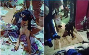 Rescatan a 60 perros hacinados en Coyoacán; querían sacrificarlos