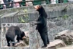 Acusan a zoológico chino de que uno de sus osos es un humano disfrazado
