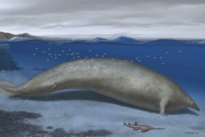 El animal más pesado que haya existido podría ser una ballena fósil hallada en Perú