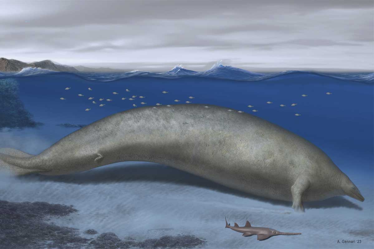 El animal más pesado que haya existido podría ser una ballena fósil hallada en Perú / Foto: AP