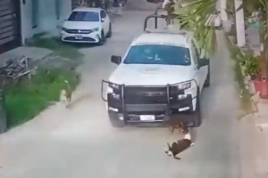 Elementos de la Guardia Nacional en Acapulco atropellan a dos perros