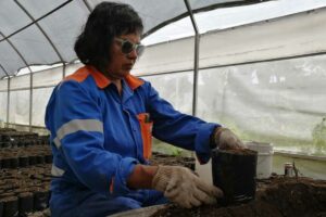 Inician proceso de desarrollo para plantación de flor de cempasúchil