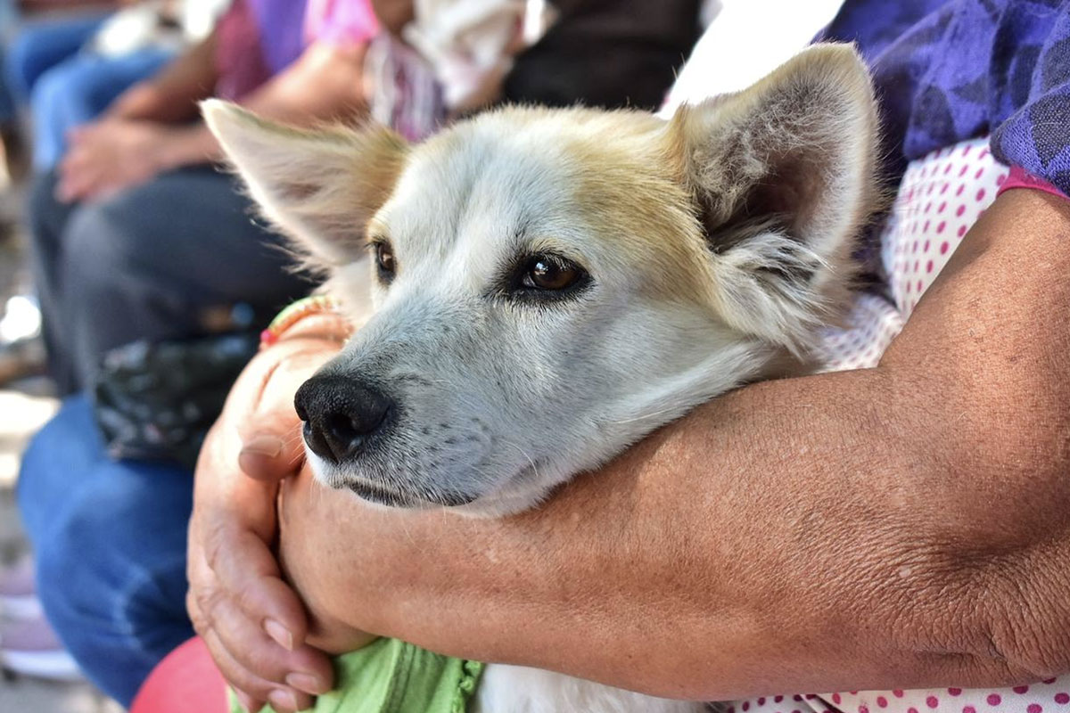 Ya hay línea para denuncia de maltrato animal en Corregidora / Foto: Especial 