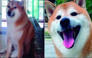 Muere Balltze, el famoso perrito que conquistó las redes sociales