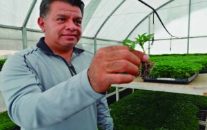 Vivero Municipal Alfalfares Querétaro produce 800 mil plantas al año