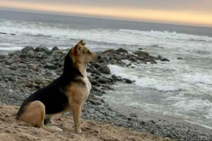 ‘Vaguito’, el perro que espera en la playa el regreso de su amo fallecido