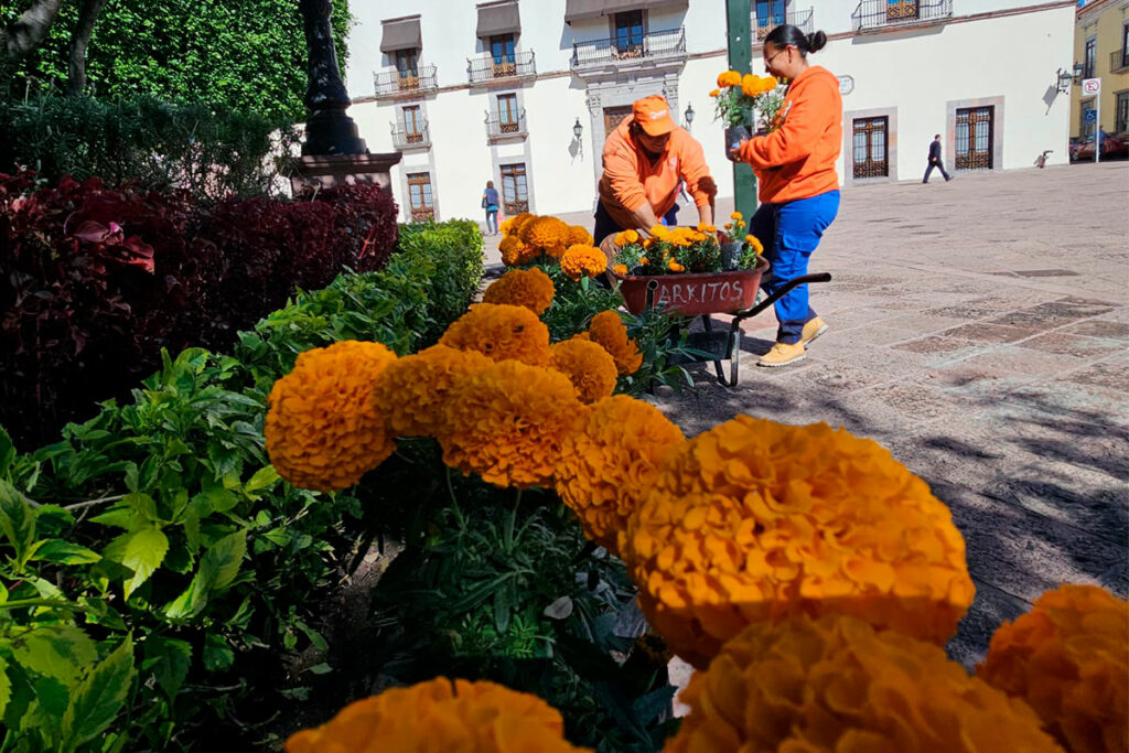 Llegan las flores de cempasúchil al Centro Histórico de Querétaro