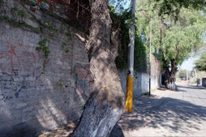 Analizan árboles en situación de riesgo en San Juan del Río