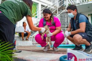 El Marqués apoya con acciones de atención y rescate animal en Acapulco