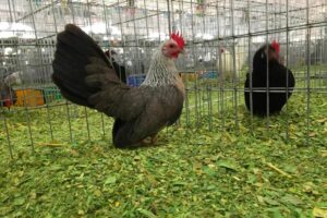 Feria Querétaro 2023: habrá gallos curritos y aves de fantasía
