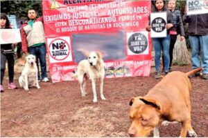 Sacrifican a 15 perros por presunto ritual en Xochimilco