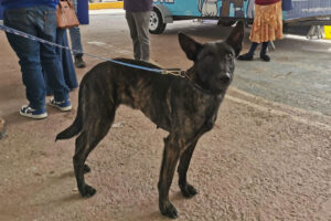 Corregidora implementa campaña de esterilización de mascotas