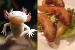 Restaurante en Japón ofrece ajolotes fritos y causa indignación