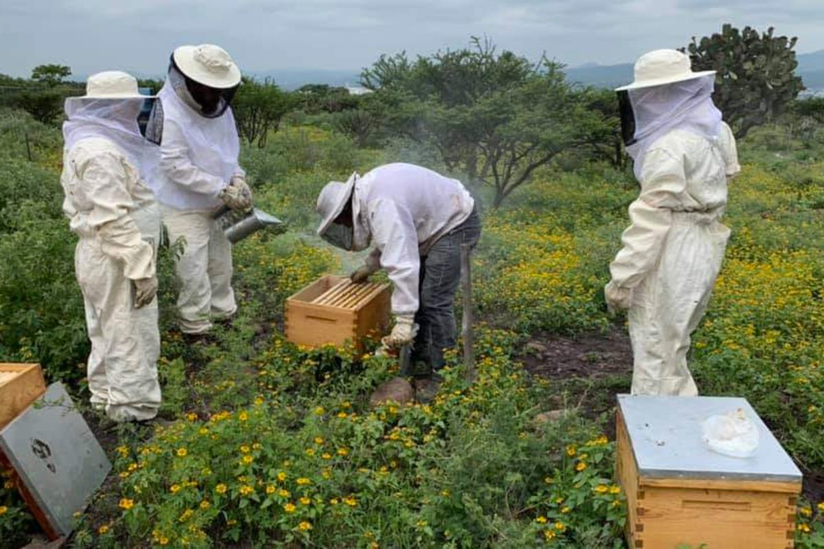 Abren apoyo para 31 apicultores por sus servicios en favor del medio ambiente. / Archivo