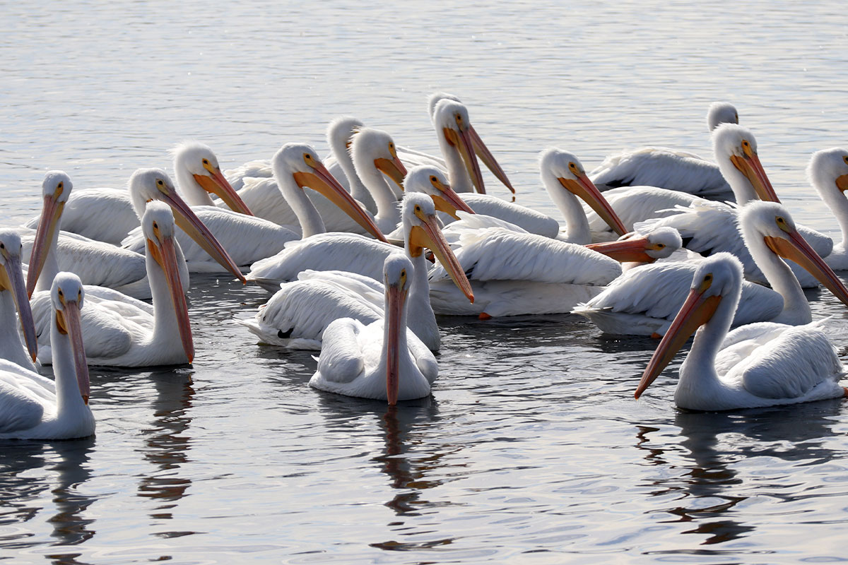 Aves-como-pelicanos-visitan-la-presa-La-Esperanza