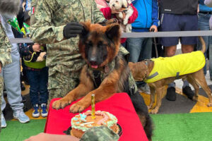 Fotogalería: Así fue el cumpleaños de ‘Arkadas’, el cachorro rescatista donado por Turquía