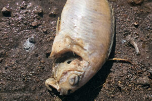 Muerte de peces en presa puede deberse a falta de oxigenación