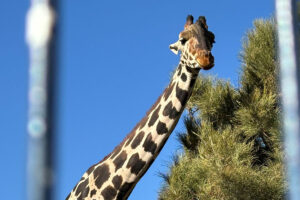 Video: Así recibió Africam Safari a la jirafa, Benito