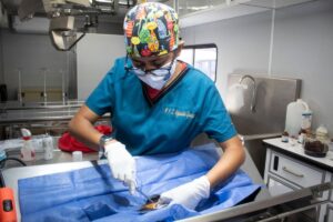 Anuncian esterilización de mascotas sin costo en la capital de Querétaro