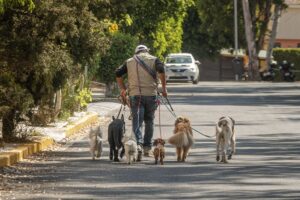 Capacitarán a paseadores de perros en la capital de Querétaro