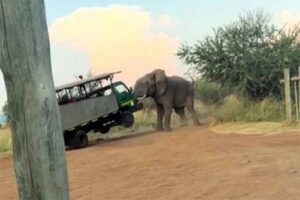Elefante ataca a turistas durante recorrido en un safari