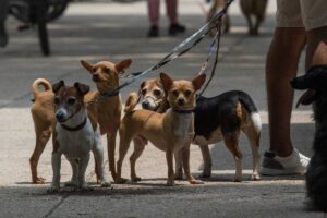 Capacitarán a paseadores de perros del municipio de Querétaro