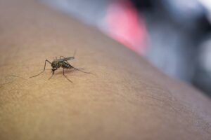 El dengue es una enfermedad transmitida por el mosquito Aedes aegypti; las personas de cualquier edad están expuestas a ser contagiados.