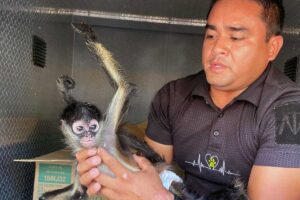Impiden venta ilegal de animal exótico en El Marqués