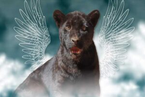 Jaguar muere tras contacto con agua contaminada en un zoológico