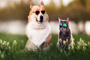 Recomendaciones para las mascotas durante el eclipse solar