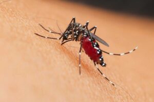 Reportan 8 casos de dengue en Querétaro