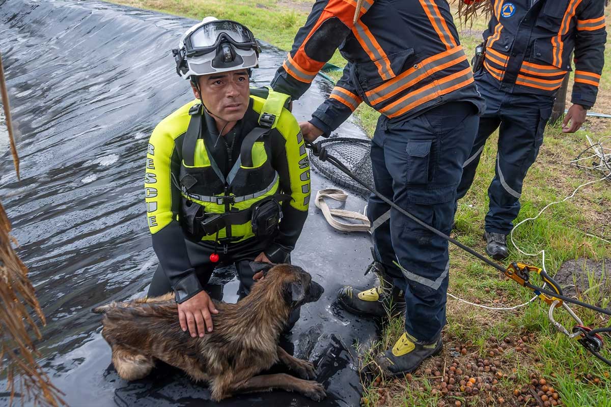 El can rescatado fue atendido por personal médico veterinario del CAAM