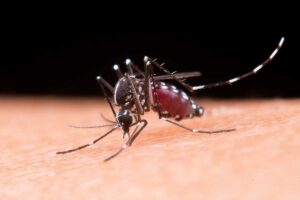 la Secretaría de Salud Federal reportó un total de 20 mil 249 casos positivos de dengue / Foto: Freepick