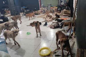 La mujer logró albergar 200 perritos sin hogar durante el paso del huracán Beryl / Foto: Redes 