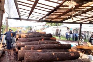Se realizó un operativo conjunto contra la tala clandestina al sur del Estado de México, en el municipio de Ocuilan.