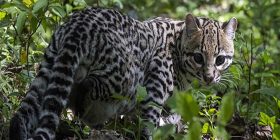 Alerta por extinción de tigrillos en la Sierra Gorda de Querétaro