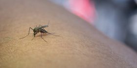 El dengue es una enfermedad transmitida por el mosquito Aedes aegypti; las personas de cualquier edad están expuestas a ser contagiados.